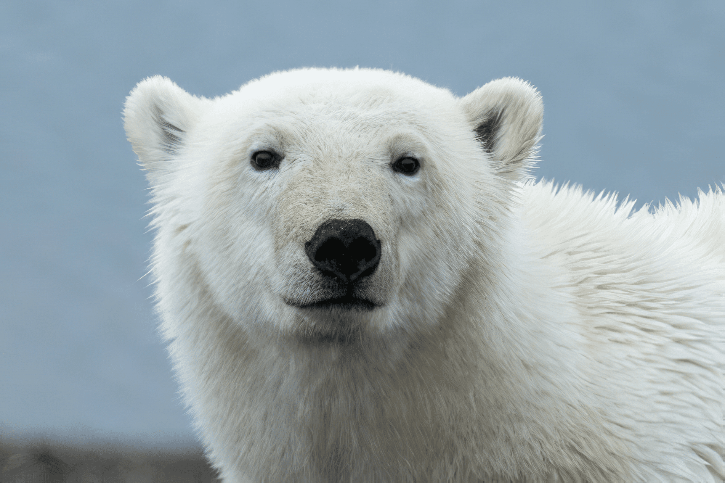 Приспособление белого медведя для жизни в Арктике